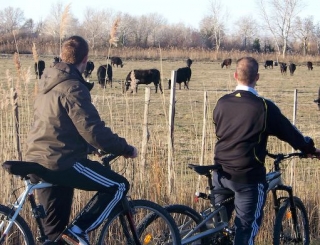  Los toros de Camarga 